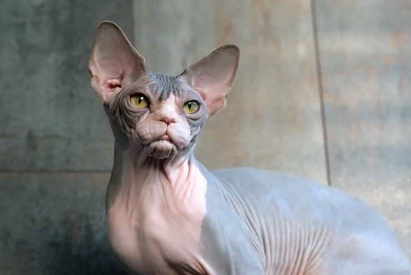 SphynxAntiquus Zaz